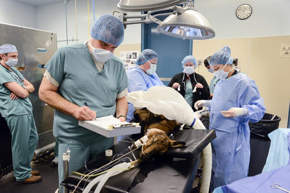 Dr. Robert Brosnan of the School of Veterinary Medicine, who is researching the effectiveness of novel aesthesia drugs, works with a surgery team to anesthetize a goat to prepare for a procedure at the Large Animal Clinic. (photos courtesy Don Preisler, School of Veterinary Medicine)