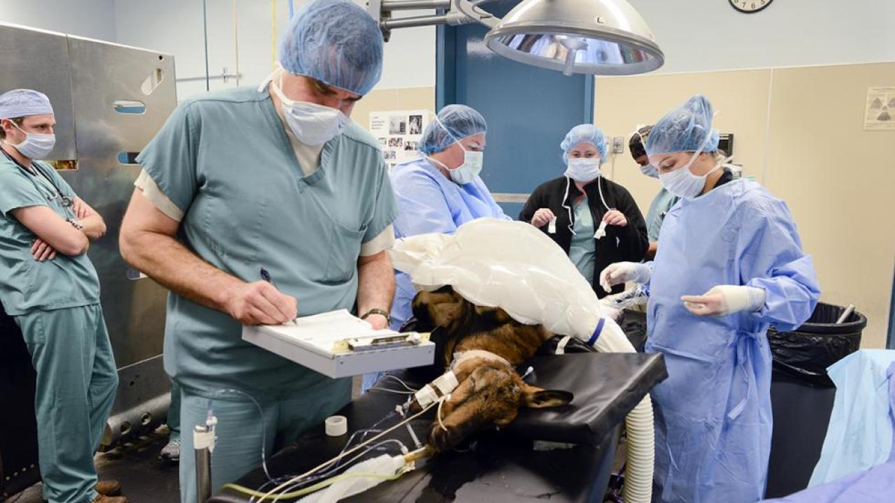 Dr. Robert Brosnan of the School of Veterinary Medicine, who is researching the effectiveness of novel aesthesia drugs, works with a surgery team to anesthetize a goat to prepare for a procedure at the Large Animal Clinic. (photos courtesy Don Preisler, School of Veterinary Medicine)
