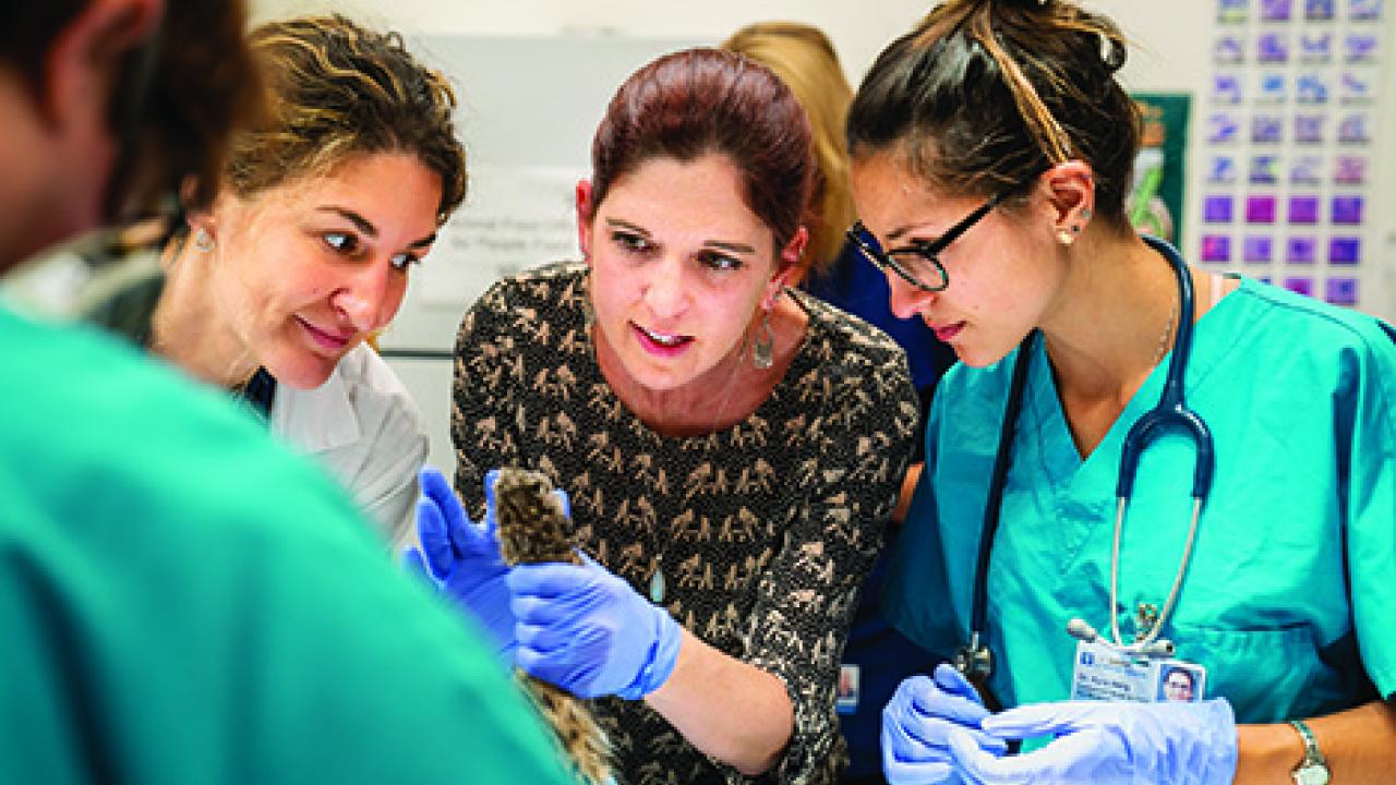 Jamie Peyton works with vet med surgery group