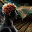Big Ideas human brain world map crops