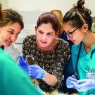 Jamie Peyton works with vet med surgery group